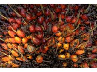Diverse Advertenties palmolie voor koken, biodiesel en ander gebruik