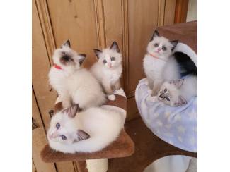 Katten | Toebehoren Gccf geregistreerd - Ragdoll-kittens met volledige stamboom