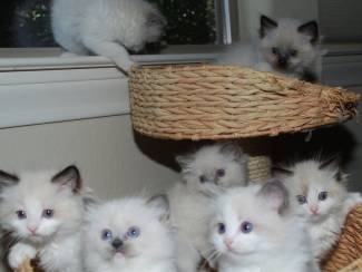 Katten | Toebehoren Gccf geregistreerd - Ragdoll-kittens met volledige stamboom