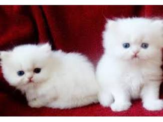 schattig Perzisch kitten voor adoptie