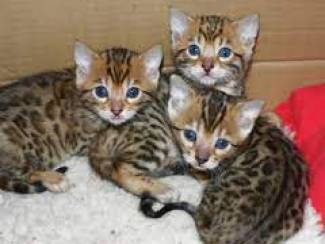 mooie Bengaalse kittens voor adoptie