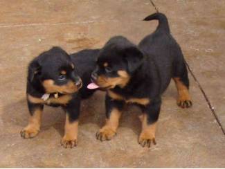 rottwelier pups