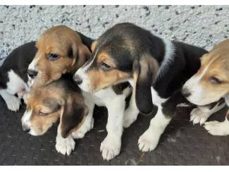 Honden en Puppy's Rasechte Beagle-puppy's