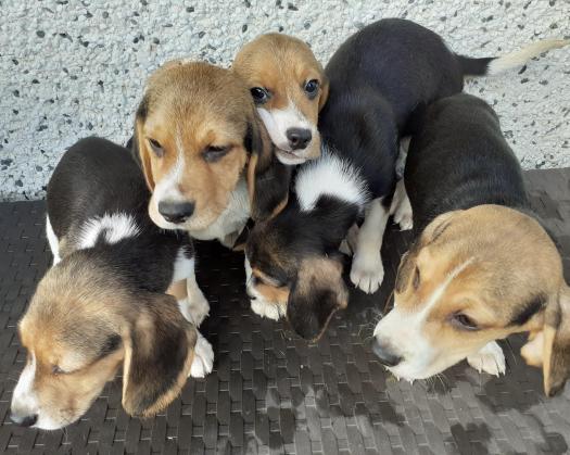 Rasechte Beagle-puppy's