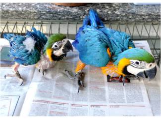 Overige Vogels papegaai kuikens en vruchtbare eieren te koop