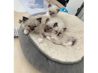 Katten Gccf geregistreerd - Ragdoll-kittens met volledige stamboom