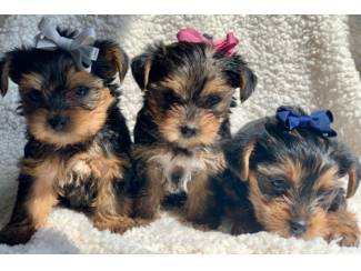 Honden en Puppy's Home Raised Yorkie Puppies for Rehoming