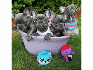 Franse Bulldog-puppy's. Whatsapp/Viber +48785742139