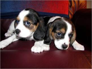 Beagle-puppy's