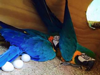 Bevruchte papegaaien eieren te koop