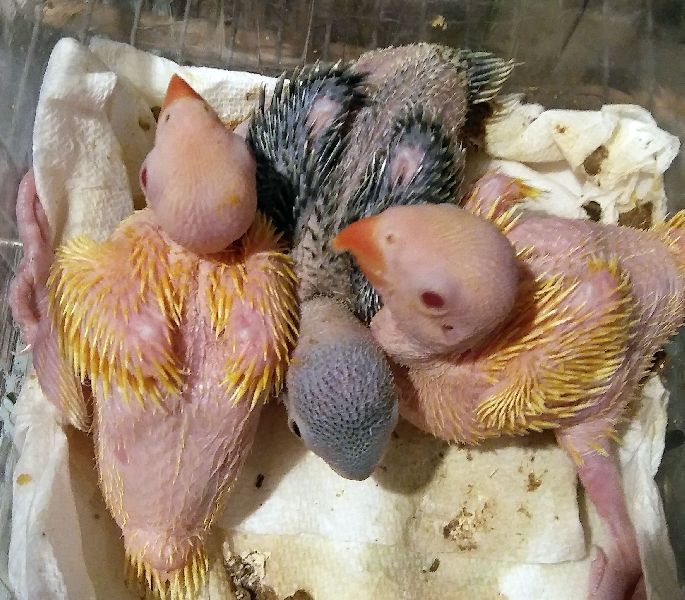 Baby's papegaaien en vruchtbare papegaaien eieren te koop.