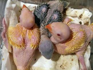 Baby's papegaaien en vruchtbare papegaaien eieren te koop.