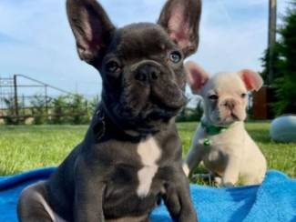 Honden en Puppy's Gezonde Franse Bulldog-puppy's te koop