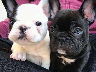 Gezonde Franse Bulldog-puppy's te koop