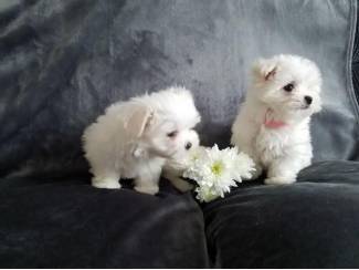 Gezonde mannelijke en vrouwelijke Maltese puppy's te koop