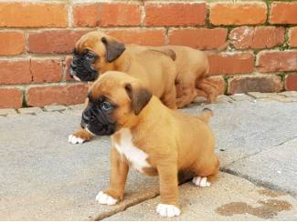 Gezonde Boxer-puppy's te koop