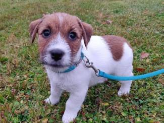 Kwaliteit Jack Russell-pup