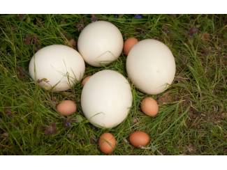 Overige Vogels Struisvogel Kuikens en eieren