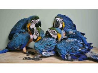 Vogels | Papegaaien Struisvogel, Ara, Afrikaans grijs, Kaketoe, Amazon, Eclectus pape