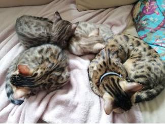 Katten Prachtige marble Bengaal kittens met stamboom