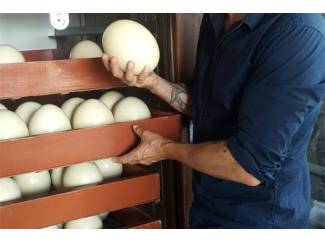 Gezonde struisvogelkuikens en bevruchte eieren