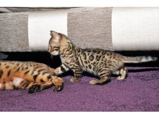 Twee T.I.C.A geregistreerde Bengaalse kittens.