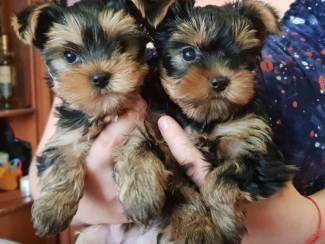 Miniatuur yorkshire-puppy's