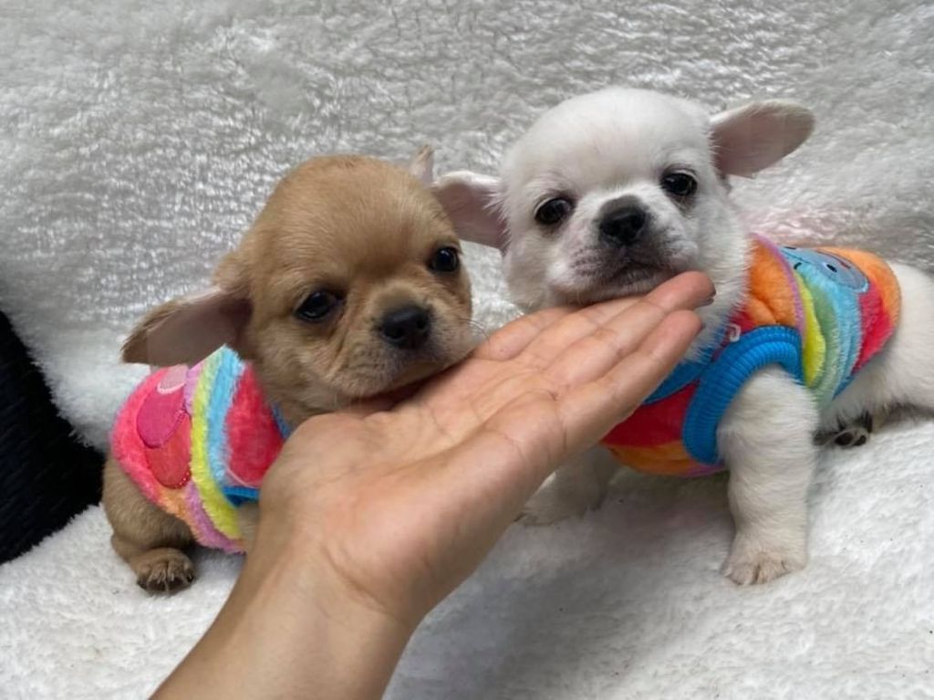 Theekopje Chihuahua-puppy's
