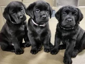 Prachtige Labrador-puppy's