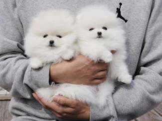 Mooie Witte Pommerse Pups