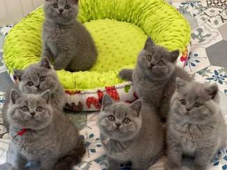 Brits Korthaar kittens te koop