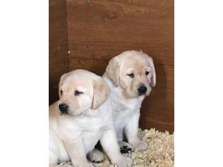 Honden en Puppy's Schattige Labrador-puppy's te koop.