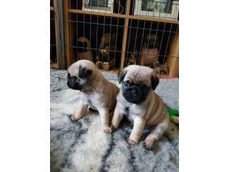 Healthy pug puppies with excellent pedigrees.