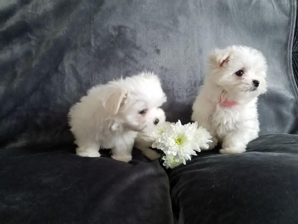 Healthy male and female Maltese puppies for sale