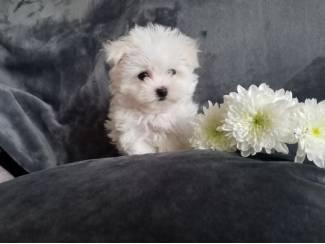 Honden en Puppy's Healthy male and female Maltese puppies for sale
