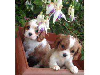 Leuke en schattige Cavalier King Charles Spaniel-puppy's te koop