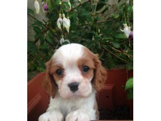 Honden en Puppy's Leuke en schattige Cavalier King Charles Spaniel-puppy's te koop
