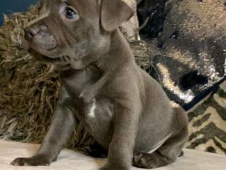 Honden en Puppy's Beautiful Staffordshire Terrier puppies ready to go to a new home