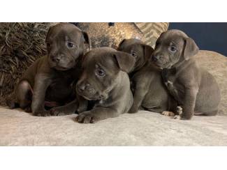 Beautiful Staffordshire Terrier puppies ready to go to a new home
