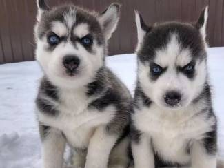 Cute Siberian Husky puppies for sale
