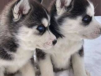 Honden en Puppy's Cute Siberian Husky puppies for sale