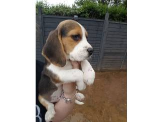 Cute and beautiful Beagle puppies
