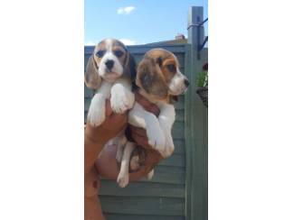 Honden en Puppy's Cute and beautiful Beagle puppies