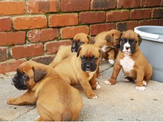 Honden en Puppy's Healthy Boxer puppies for sale