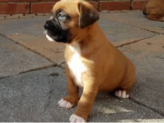 Honden en Puppy's Healthy Boxer puppies for sale