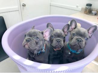 Super cute French bulldog puppies for sale