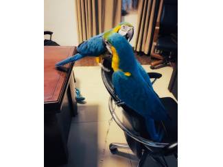 Vogels | Papegaaien Ara's papegaaien te koop.   