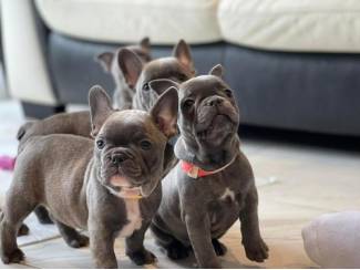 Honden en Puppy's Franse Bulldog-puppy's van topkwaliteit.
