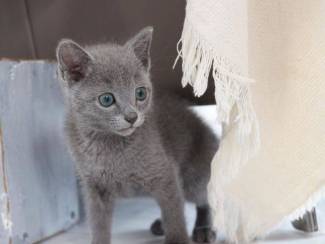 Russian blue kittens for sale.