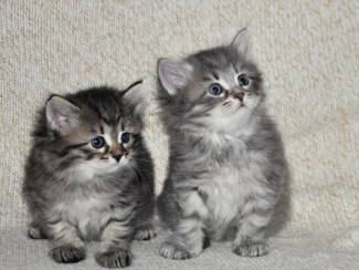 Siberian kittens for sale.